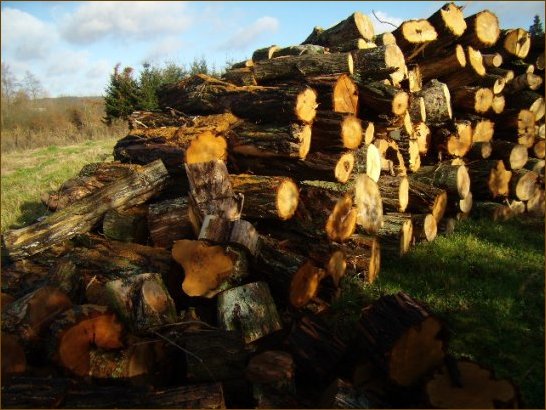 NAJLEPSZE drewno kominkowe w Szczecinie - drewno akacjowe.
Warto opaowa grubizny (przy wilgotnoci 15% - 18% masy suchej):
2100 KWh/mp;
4,1 KWh/kg.